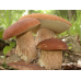 Мицелий Белого гриба елового / Боровик (Boletus edulis)